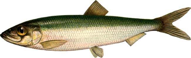 Рыба салака